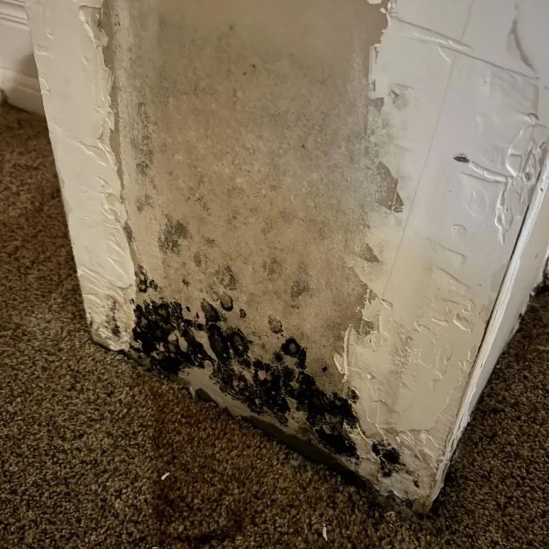 Professional Mold Removal in Cumberland County, IL